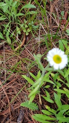 Erigeron longipes