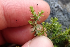 Lepidothamnus laxifolius