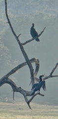 Phalacrocoracidae