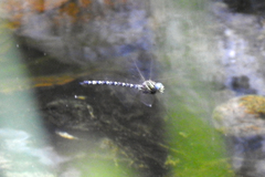 Austroaeschna unicornis