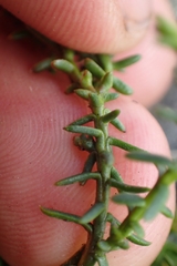 Lepidothamnus laxifolius