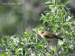 Phylloscopus collybita
