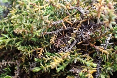 Lepidothamnus laxifolius