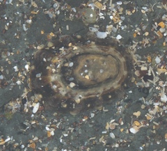 Cellana ornata