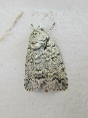 Blenina lichenopa