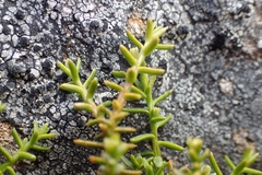 Lepidothamnus laxifolius
