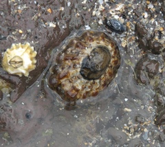 Cellana ornata