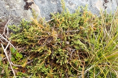 Lepidothamnus laxifolius