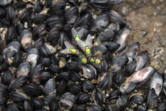 Xenostrobus neozelanicus