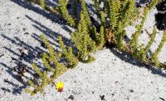 Aspalathus retroflexa retroflexa