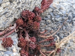 Sedum morrisonense