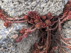 Sedum morrisonense