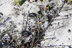 Aspalathus retroflexa retroflexa