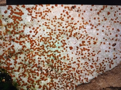 Protoblastenia rupestris