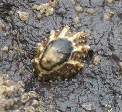 Cellana ornata
