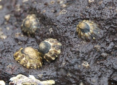 Cellana ornata