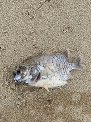 Cleidopus gloriamaris