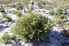 Asparagus rubicundus