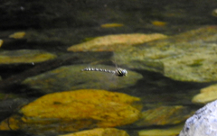 Austroaeschna unicornis