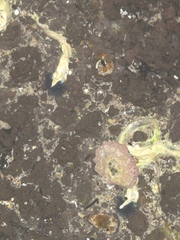 Spirobranchus cariniferus