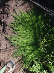 Calibrachoa parviflora