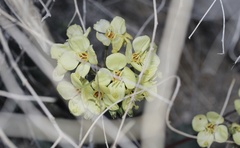 Chylismia claviformis