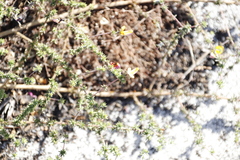 Aspalathus retroflexa