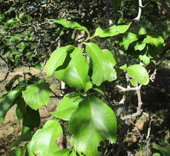 Vangueria