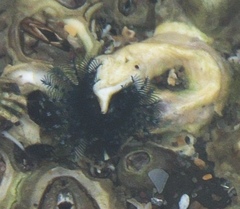 Spirobranchus cariniferus