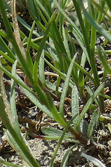 Campanula stenocodon