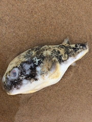 Amblyrhynchote honckenii