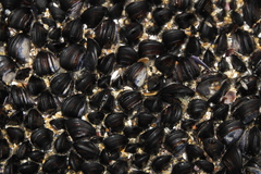Xenostrobus neozelanicus