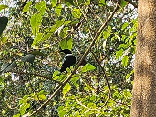 Pied Crow