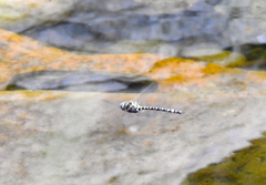 Austroaeschna unicornis