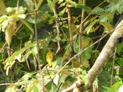 Brachypodius melanocephalos