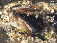 Xenostrobus neozelanicus