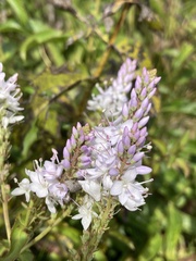 Veronica derwentiana