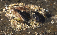 Xenostrobus neozelanicus
