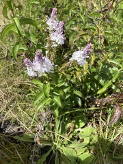 Veronica derwentiana