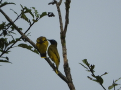 Brachypodius melanocephalos