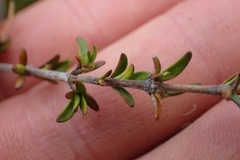 Coprosma cheesemanii
