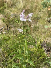 Veronica derwentiana