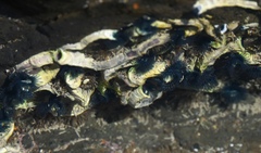 Spirobranchus cariniferus