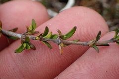 Coprosma cheesemanii