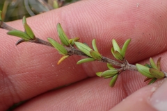 Coprosma cheesemanii