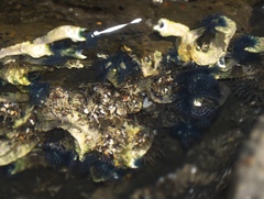 Spirobranchus cariniferus