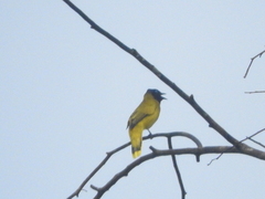 Brachypodius melanocephalos