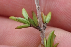 Coprosma cheesemanii