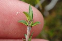 Coprosma cheesemanii