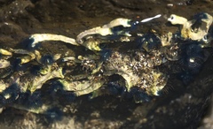 Spirobranchus cariniferus